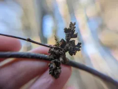 Eriophyes betulae thumbnail 3