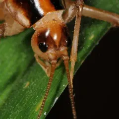 Ceuthophilus latens thumbnail 3