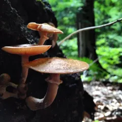 Honey Mushroom thumbnail 3