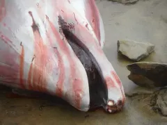 Cuvier's Beaked Whale thumbnail 4