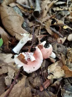 Russula subtilis thumbnail 3