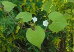 White Morning-glory thumbnail 4