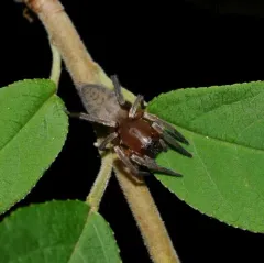 White sac spider thumbnail 3
