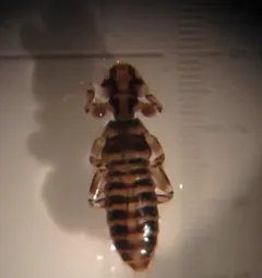 Large duck louse thumbnail 3