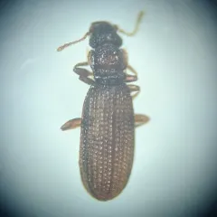 Common Plaster Beetle thumbnail 3