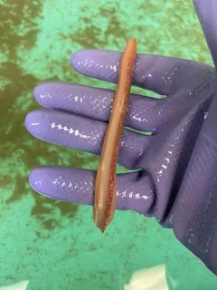 American bloodworm thumbnail 4