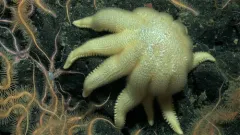 Grooved Sun Star thumbnail 3