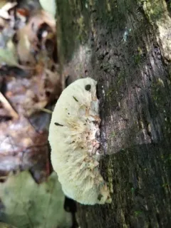 Sarcoporia longitubulata thumbnail 3