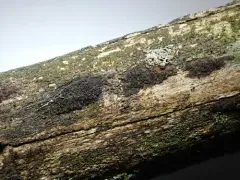Immotthia atrograna thumbnail 2