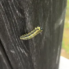 Introduced Pine Sawfly thumbnail 3