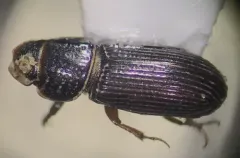 Pleurophorus caesus thumbnail 1