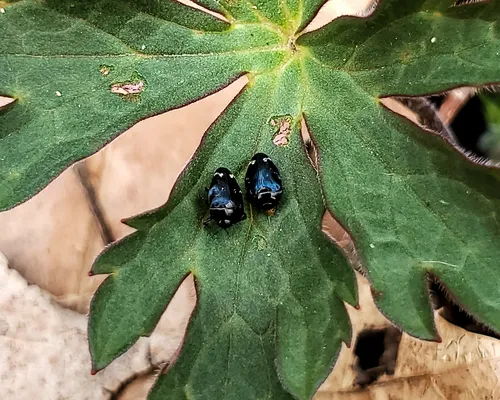 Pachyschelus purpureus