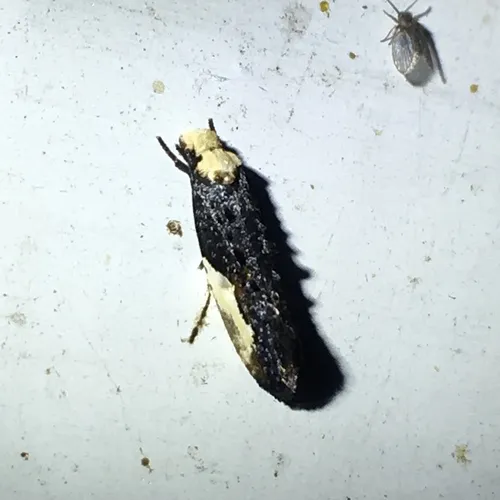 Pavlovski's Monopis Moth