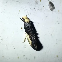 Pavlovski's Monopis Moth thumbnail 1