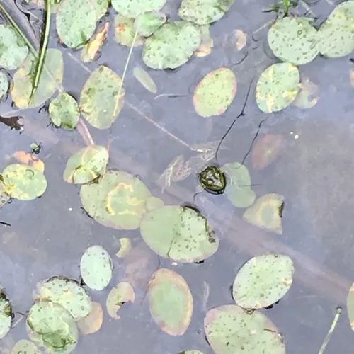 Mink Frog