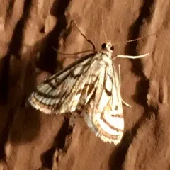 Chestnut-marked Pondweed Moth thumbnail 4