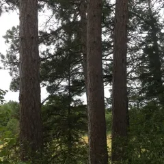 red pine thumbnail 2