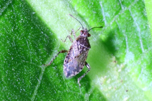 Arhyssus nigristernum