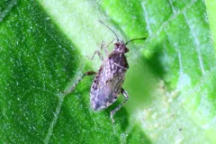 Arhyssus nigristernum thumbnail 1