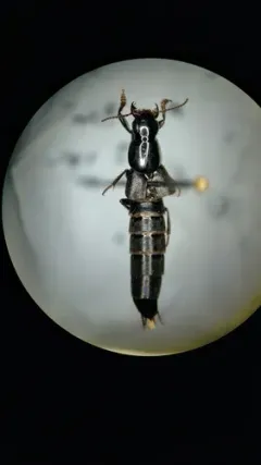 Quedius curtipennis thumbnail 3