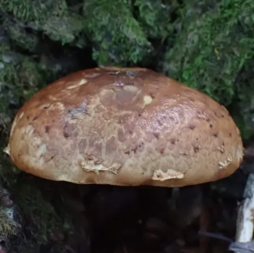 Hemistropharia albocrenulata