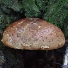 Hemistropharia albocrenulata thumbnail 1