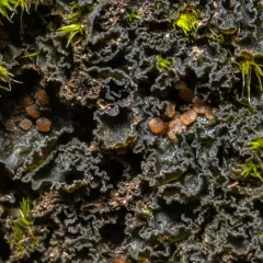 Whiskered Jelly Lichen thumbnail 3