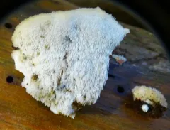 Donkia pulcherrima thumbnail 1