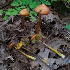 Witch's Hat thumbnail 2