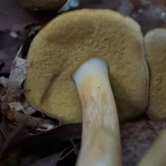 spotted bolete thumbnail 4