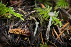 Rhizomarasmius undatus thumbnail 4