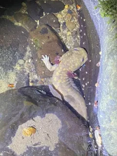 Idaho Giant Salamander thumbnail 4