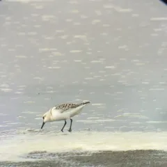 Sanderling thumbnail 4