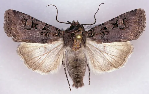 Euxoa rockburnei