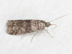 Tulsa finitella thumbnail 2