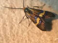 Nemophora bellela thumbnail 3