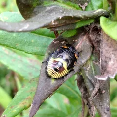 Green Stink Bug thumbnail 3
