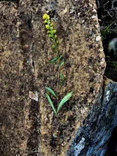 Rand's goldenrod thumbnail 2