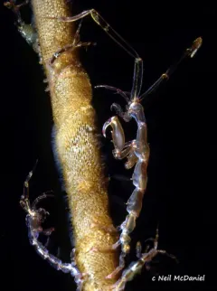 Caprella alaskana thumbnail 1