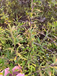Thunberg's meadowsweet thumbnail 2