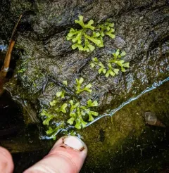 Violet Crystalwort thumbnail 4