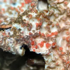 Marchandiomyces corallinus thumbnail 1