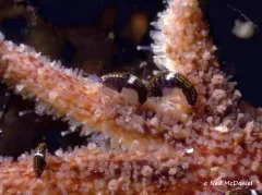 Chromopleustes oculatus thumbnail 3