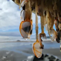 Pelagic Gooseneck Barnacle thumbnail 2