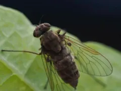 Chrysopilus pilosus thumbnail 3
