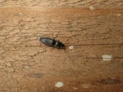 Dark-haired Click Beetle thumbnail 3