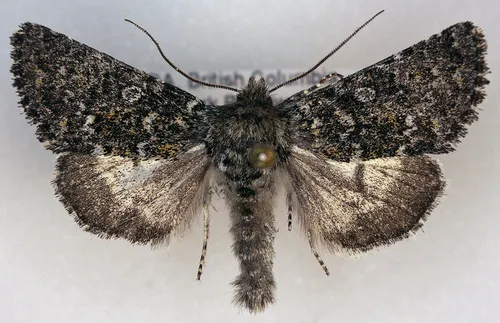 Lasionycta poca