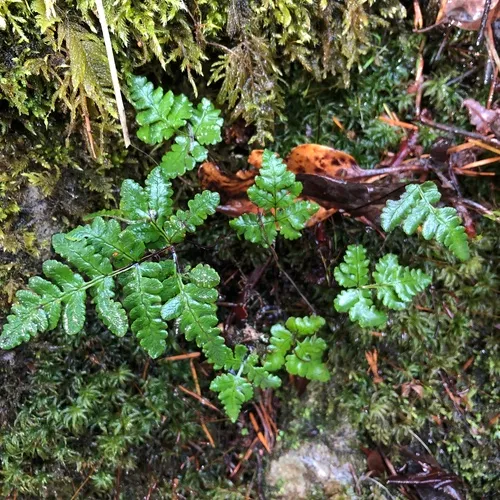 goldback fern