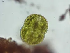 Cosmarium pseudoconnatum thumbnail 2