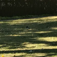 Black-billed Magpie thumbnail 4